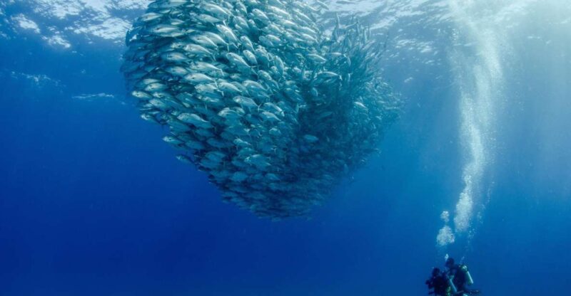 Cabo Pulmo Marine Park: Scuba Diving Excursion - Activity Details
