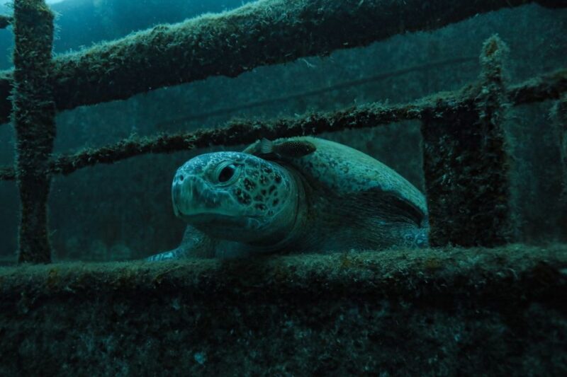 Cabo Pulmo Marine Park: Scuba Diving Excursion - Inclusions and Costs
