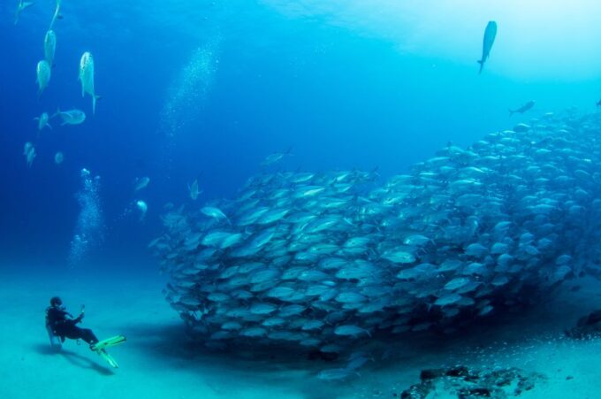 Cabo Pulmo Marine Park: Scuba Diving Excursion - Frequently Asked Questions