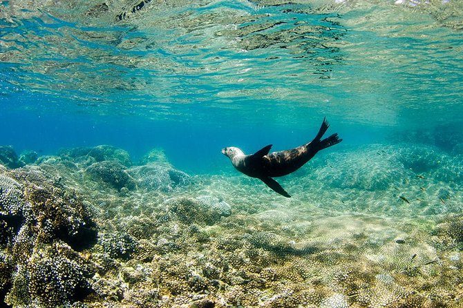 Cabo Pulmo National Park Snorkel Expedition From Cabo San Lucas - Snorkeling Logistics and Inclusions