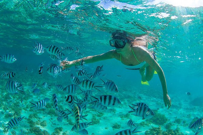 Cabo Pulmo National Park Snorkel Expedition From Cabo San Lucas - Diverse Marine Life Encounters