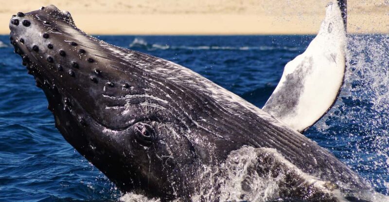 Cabo San Lucas: 2.5-Hour Whale Watching Tour - Participant Reviews