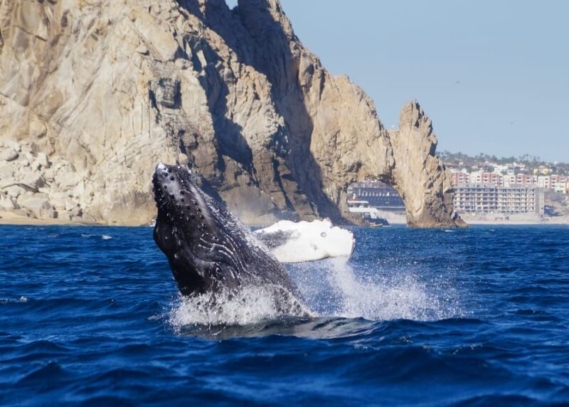 Cabo San Lucas: 2.5-Hour Whale Watching Tour - Included Amenities