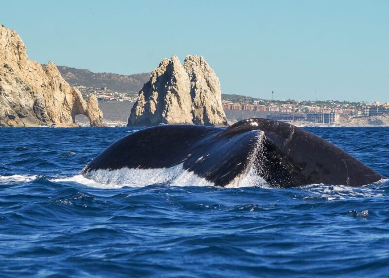 Cabo San Lucas: 2.5-Hour Whale Watching Tour - Important Information