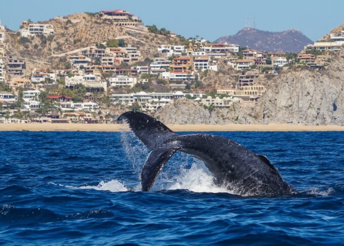 Cabo San Lucas: 2.5-Hour Whale Watching Tour - Meeting Point