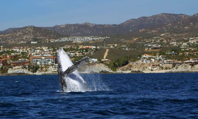 Cabo San Lucas: 2.5-Hour Whale Watching Tour - Accessibility and Restrictions