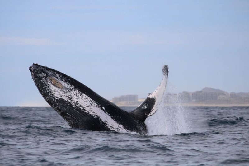 Cabo San Lucas: 2-Hour Whale Watching Adventure - Experience Highlights