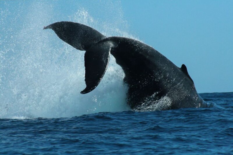 Cabo San Lucas: 2-Hour Whale Watching Adventure - Included Services