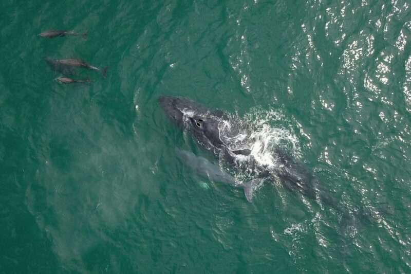 Cabo San Lucas: 2-Hour Whale Watching Adventure - Frequently Asked Questions