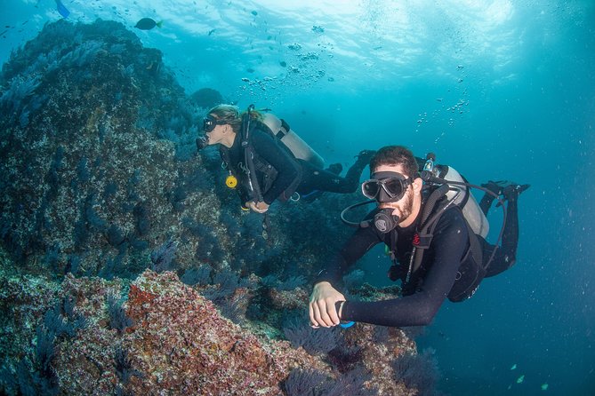 Cabo San Lucas 2 Tank Customized Dive Certified Only - Reviews and Ratings Overview