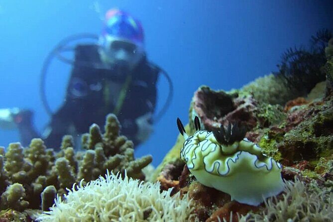 Cabo San Lucas 2 Tank Scuba Diving - Practical Details and Tips