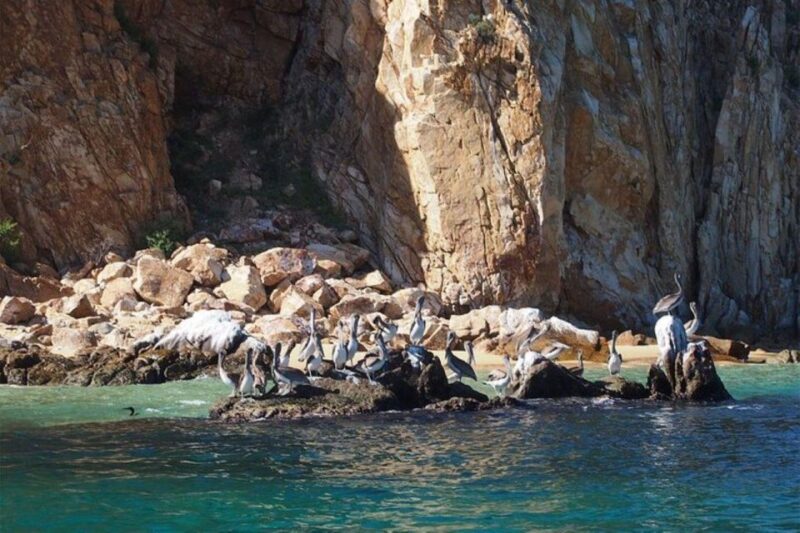 Cabo San Lucas: 45-Minute Glass-Bottom-Boat Tour - Key Points