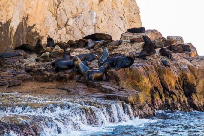 Cabo San Lucas: 45-Minute Glass-Bottom-Boat Tour - Pricing and Value