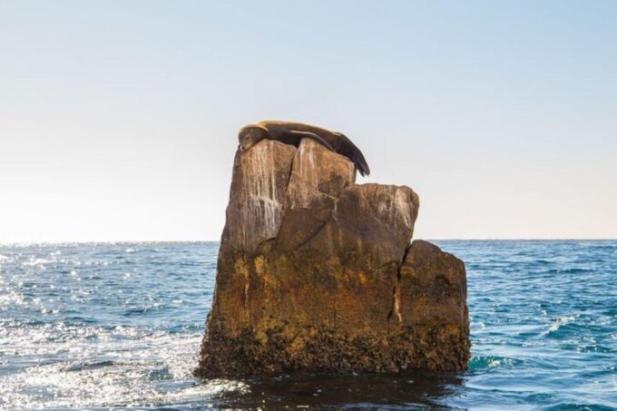 Cabo San Lucas: 45-Minute Glass-Bottom-Boat Tour - Accessibility and Restrictions