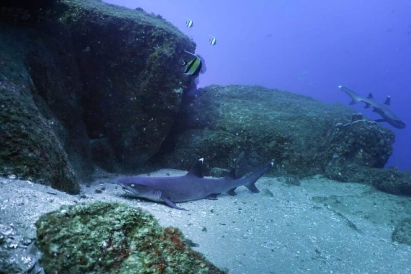 Cabo San Lucas Bay: SCUBA Dive X2 Tanks - Marine Life