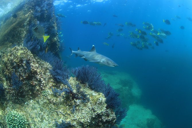 Cabo San Lucas Beginner Scuba Diving Experience - Inclusions and Restrictions