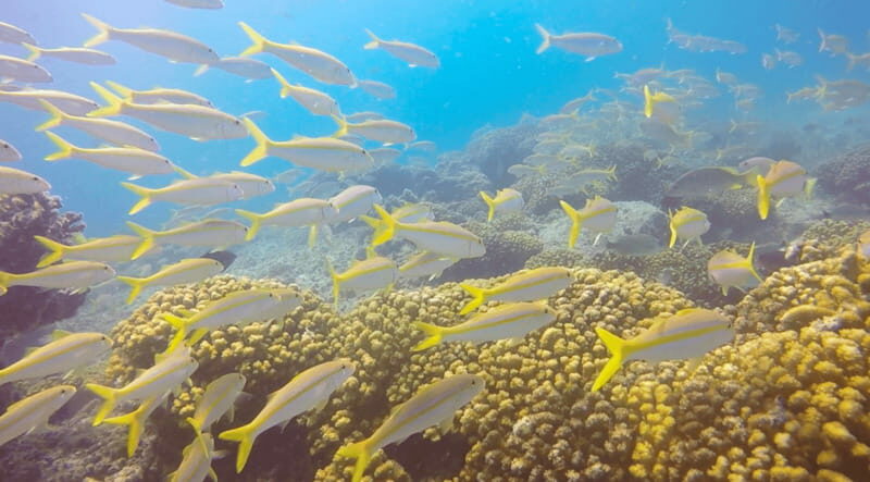 Cabo San Lucas: Beginners Diving Experience w/ Water & Snack - Frequently Asked Questions