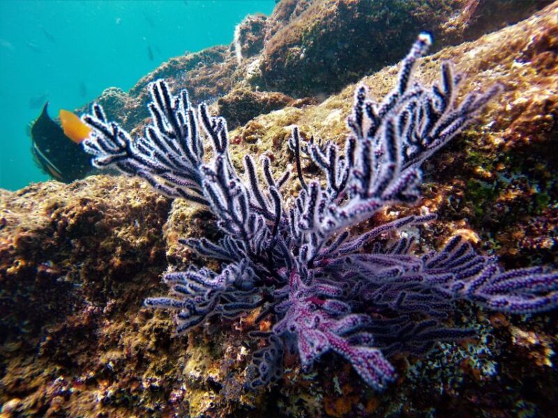 Cabo San Lucas: Boat Ride and Snorkeling Trip With Snacks - What to Bring
