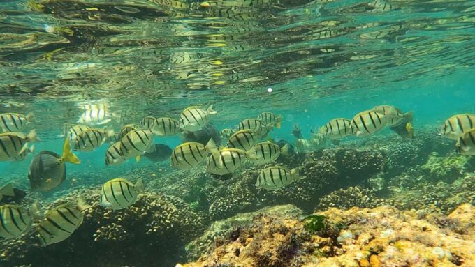 Cabo San Lucas: Boat Ride and Snorkeling Trip With Snacks - Booking and Cancellation