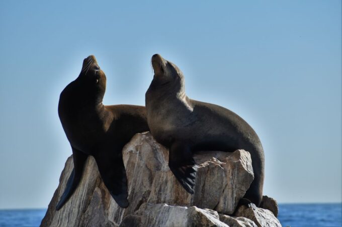 Cabo San Lucas: Boat Ride and Snorkeling Trip With Snacks - Frequently Asked Questions