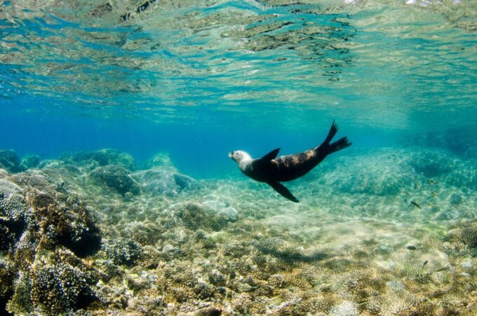 Cabo San Lucas: Cabo Pulmo Snorkeling Expedition - Scenic Drive and Lunch