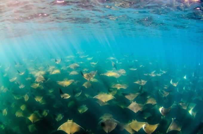 Cabo San Lucas: Cabo Pulmo Snorkeling Expedition - Abundance of Sea Life