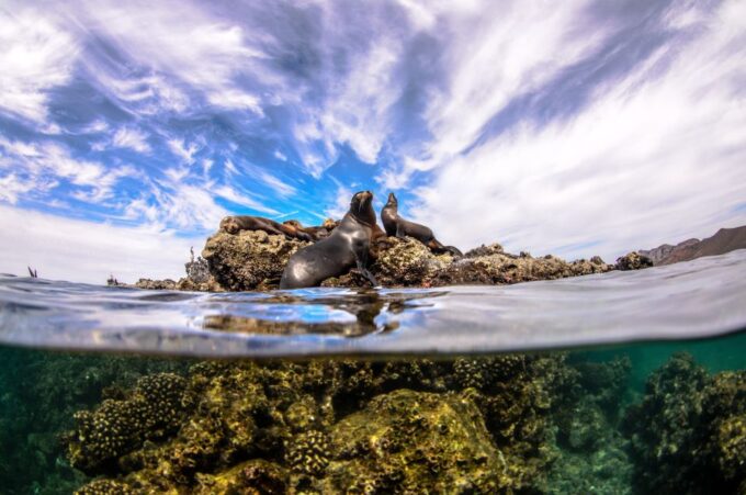 Cabo San Lucas: Cabo Pulmo Snorkeling Expedition - Frequently Asked Questions