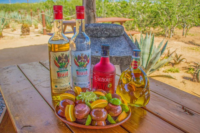 Cabo San Lucas Camel Ride With Mexican Buffet and Tequila Tasting - Inclusions and Exclusions