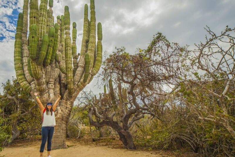 Cabo San Lucas: Camel Safari Tour With Lunch and Tequila - Age and Health Restrictions