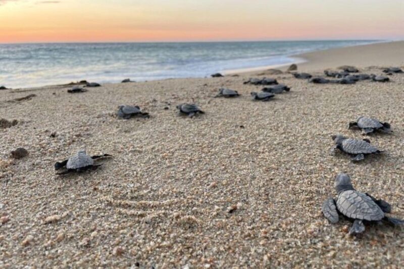 Cabo San Lucas: Combo Sea Turtle Release and ATV Experience - ATV Tour Experience