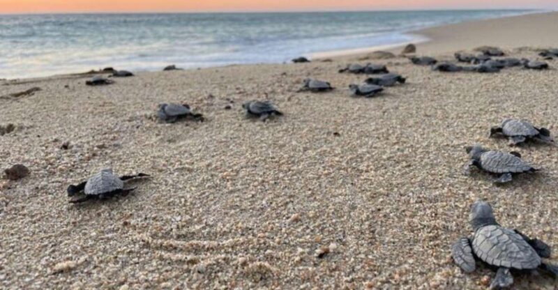 Cabo San Lucas: Combo Sea Turtle Release and ATV Experience - Sea Turtle Release