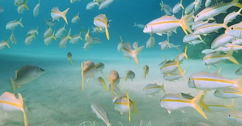 Cabo San Lucas: Corridor Dive Experience - Overview and Pricing