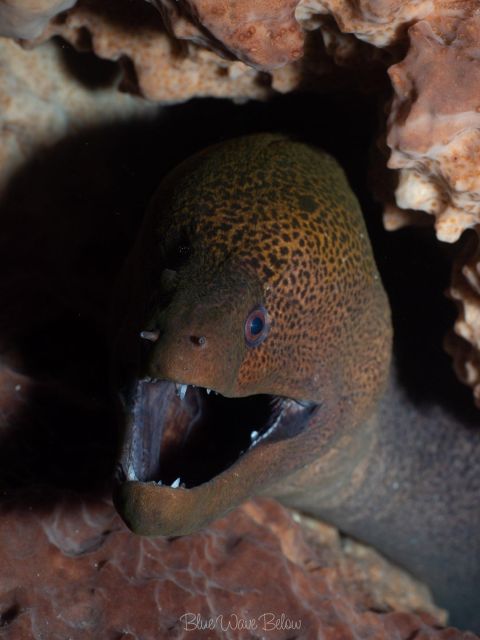Cabo San Lucas: Corridor Dive Experience - Dive Sites and Activities