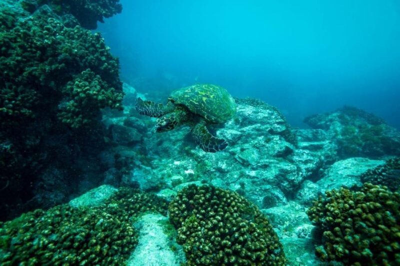 Cabo San Lucas Corridor: SCUBA Dive X2 Tanks - Key Points