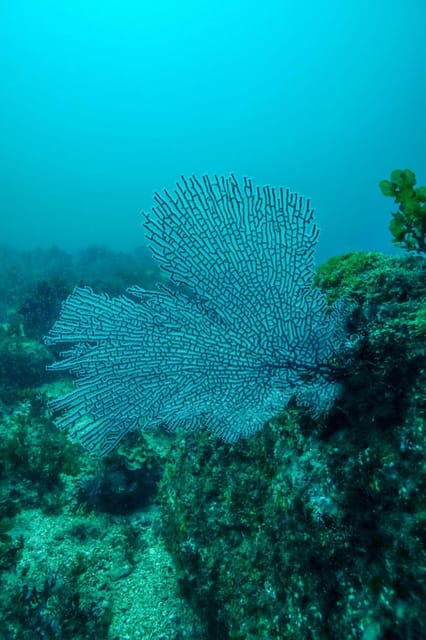 Cabo San Lucas Corridor: SCUBA Dive X2 Tanks - Dive Experience