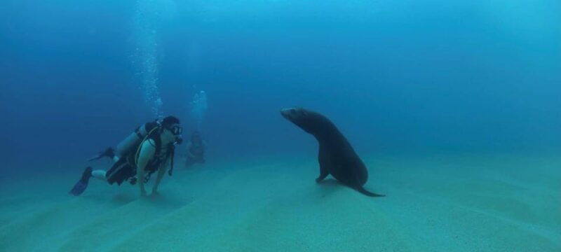 Cabo San Lucas: Discover Scuba Diving Experience - Booking Information