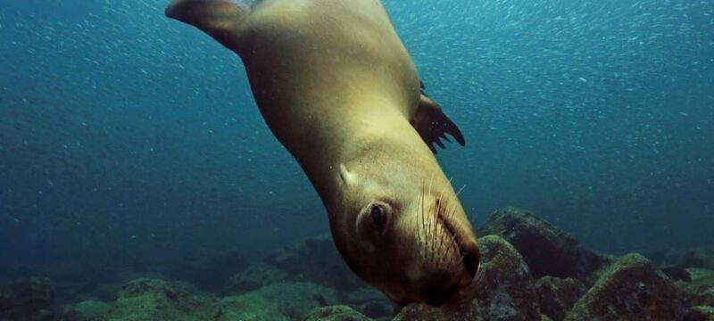 Cabo San Lucas: Discover Scuba Diving Experience - Experience Highlights