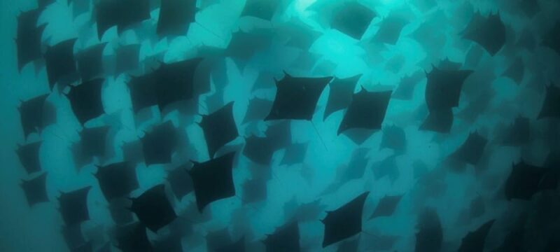 Cabo San Lucas: Discover Scuba Diving Experience - Equipment and Inclusions