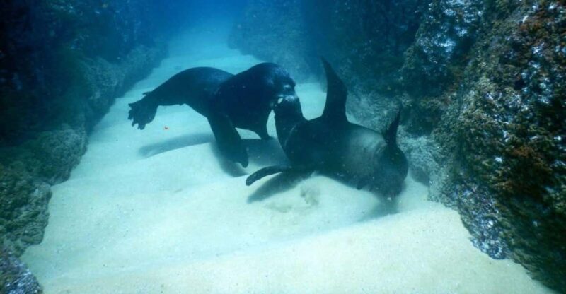 Cabo San Lucas: Discover Scuba Diving Experience - Instruction and Safety