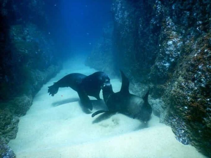 Cabo San Lucas: Discover Scuba Diving Experience - Typical Schedule
