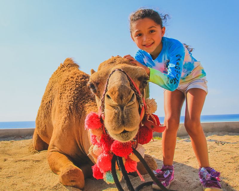 Cabo San Lucas: Guided Tour, Glass-Bottom Boat & Camel Ride - Participant Guidelines