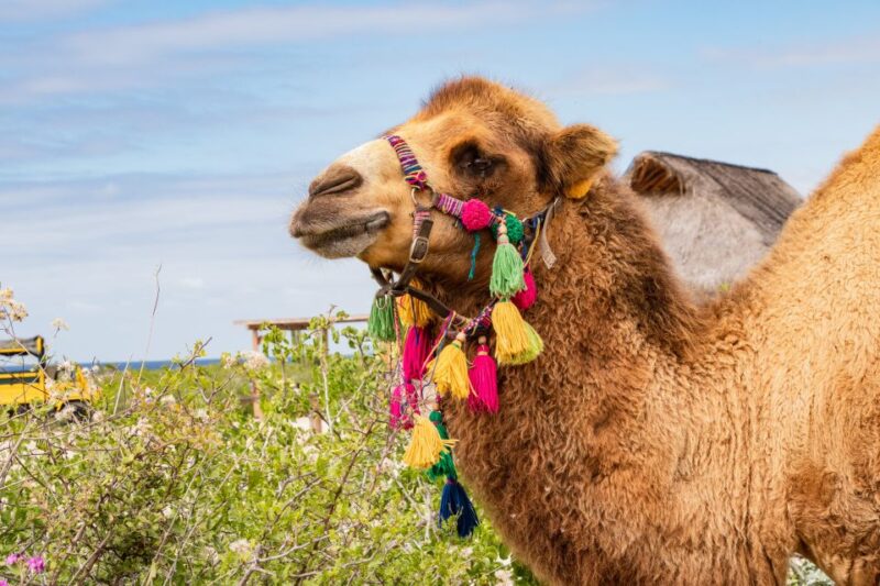 Cabo San Lucas: Half-day Guided Camel Safari Tour - Key Points