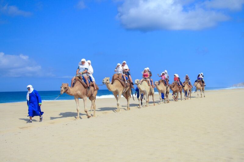 Cabo San Lucas: Half-day Guided Camel Safari Tour - Experience Highlights