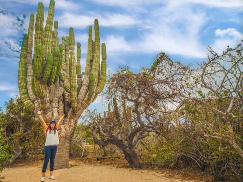 Cabo San Lucas: Half-day Guided Camel Safari Tour - Inclusions