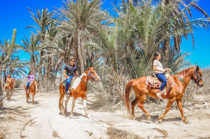 Cabo San Lucas: Horseback Riding Migriño - Participant Information