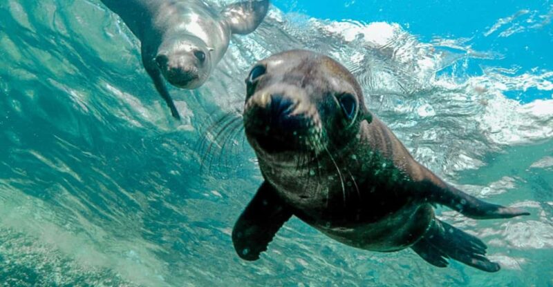 Cabo San Lucas: Local Dives (CSL Marine Park) and Corridor. - Inclusions