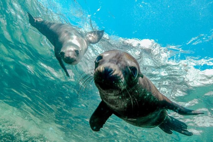 Cabo San Lucas: Local Dives (CSL Marine Park) and Corridor. - Frequently Asked Questions