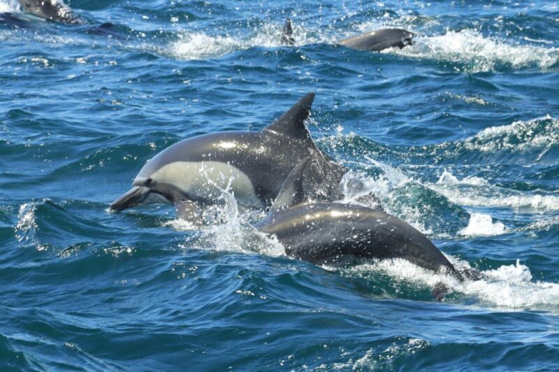Cabo San Lucas: Luxury Catamaran and Snorkelling With Lunch - Important Information