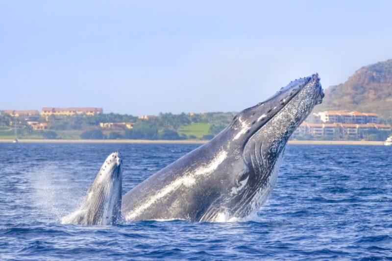 Cabo San Lucas: Luxury Catamaran Whale Watching Experience - Activity Highlights