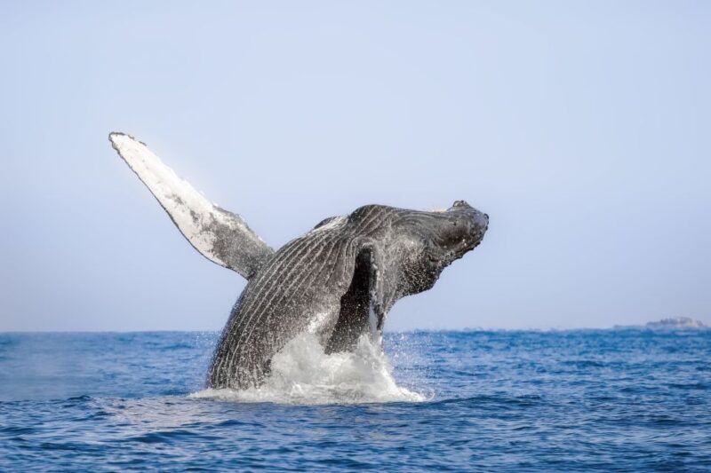 Cabo San Lucas: Luxury Catamaran Whale Watching Experience - Inclusions and Amenities